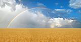 Rainbow Over Wheatfield