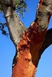 oak cork