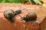 Two slow snails