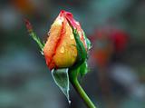 Orange rose's bud with droplets