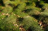Lush Green Grass Background Image.