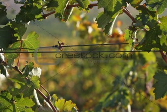 Grape Vines In the Morning Sun
