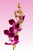 Purple Orchid