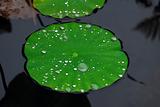 Aquatic plant covered with droplets