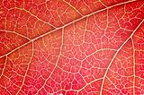 Leaf close-up