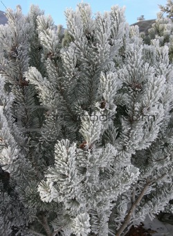 Cedar Branches in frost and snow