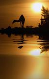 Camel and Reflection