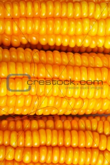 Corn background