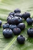 Blueberry fruit.