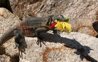 Iguana with a flower