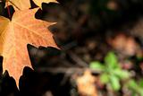 Orange Maple Leaf