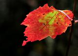 Crimson Backlit Maple Leaf