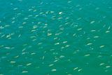 Fish shoal  