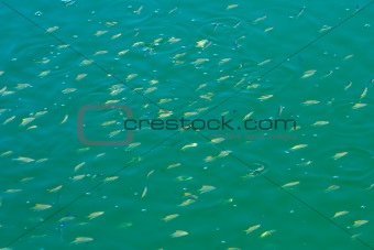 Fish shoal  
