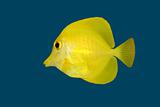 Yellow fish on blue 