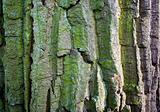 Green wood bark