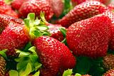 Strawberries vol. 3