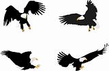 bald eagle illustrations