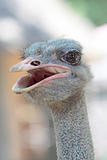 ostrich portrait in the farm, close up, background
