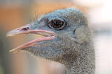 ostrich portrait in the farm, close up, background