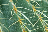 abstract cactus plant 