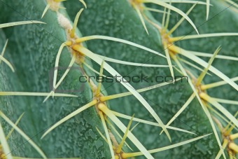 abstract cactus plant 