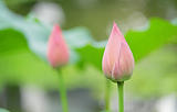Hindu Lotus 