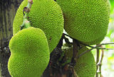 tropical jackfruit 