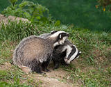 Badger Cubs playing