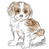 Posed Cavalier King Charles Spaniel Puppy Dog