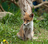 Fox Cub watching