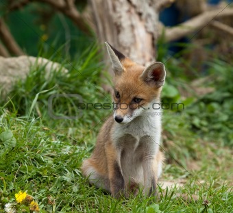 Fox Cub watching
