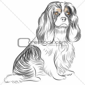 Pure Bred Cavalier King Charles Spaniel Dog Drawing