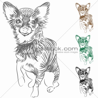 Chihuahua Dog Drawing