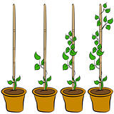 Growing Plant Stages