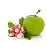 Apple Fruit and Flower Blossom