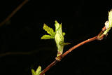Young leaves in spring