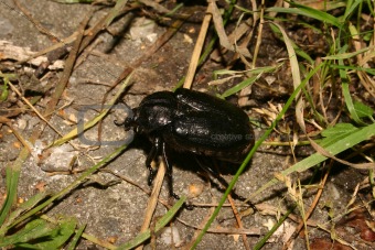 Hermit beetle (Osmoderma eremita)