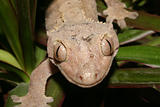 Crowns Gecko (Rhacodactylus ciliatus)