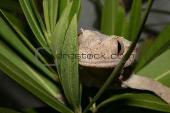 Crowns Gecko (Rhacodactylus ciliatus)