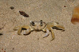 Beach crab (	Portunidae)