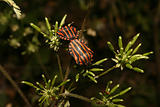 Strip bugs (Graphosoma lineatum)