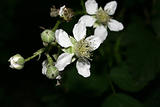 Blackberry (Rubus)