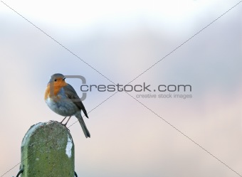 Robin on Post copy space