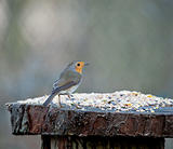 Robin on Seed Table