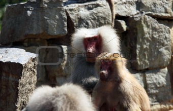 Hamadryas baboon couple 