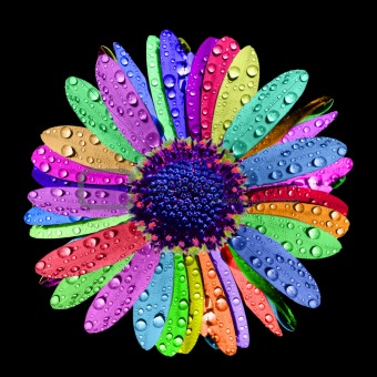 Rainbow Flower with Water drops