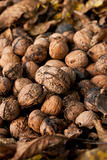 Walnuts on a pile