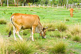 Cow in the field  in Thailand