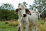 Cow in the field  in Thailand